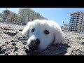 Bailey First Time Goes to the Beach! Puppy Playing on the Beach | Cute Golden Retriever Puppy