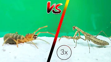 HUGE CAMEL SPIDER VS 3 MANTIS - Powerful Fight