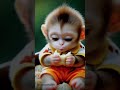 beautiful little baby monkey eating for food #shorts #shortvideo #funnyvideo #funny #monkey #cats