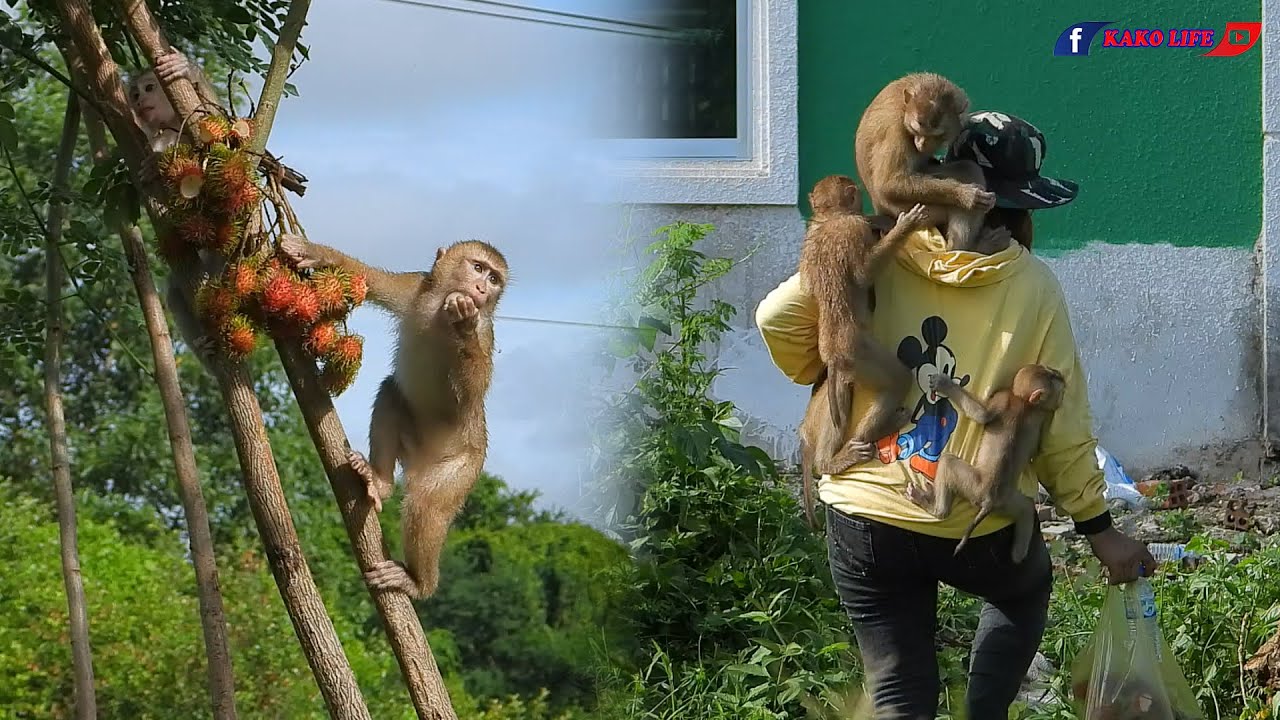 Little Kako Luna Olly & Lisa Hug Mom Walking To Climb Tree