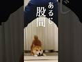 予想外な決着を後悔する柴犬こむぎ【あるじのステップ】hard boiled shiba inu