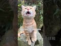 This cat has to lick his fur cleanly every day, and swallows a lot of fur if he’s not careful. He...