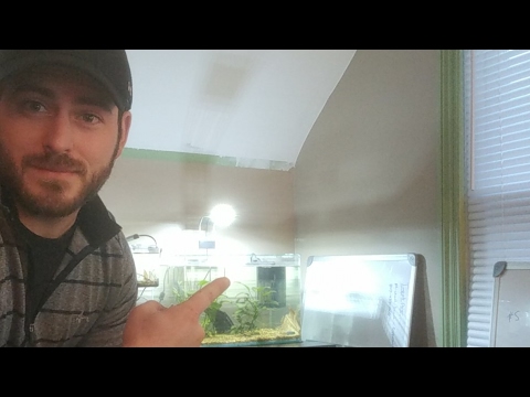 aquarium plants near me 3 Free Shrimp King Tanks Drawing - Shrimp Talk