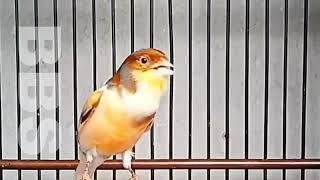 Brazilian Cannary super ngeroll super ngebut, for training long singing 3 by NATURE WILDLIFE 146 views 1 year ago 15 minutes