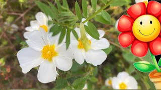 Flowers Of The World Garden Cistus Monspeliensis Jara, Jaguarcillo, Ardivieja Flower 2023