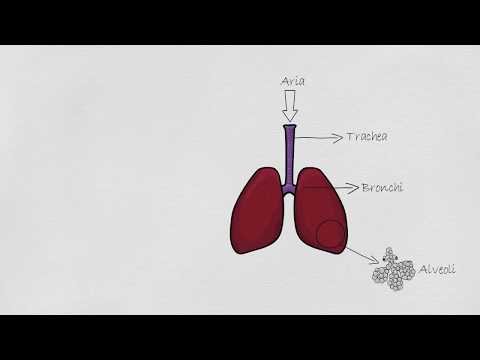 Video: 10 Parole Che Dovresti Sapere: Cancro Polmonare Non A Piccole Cellule