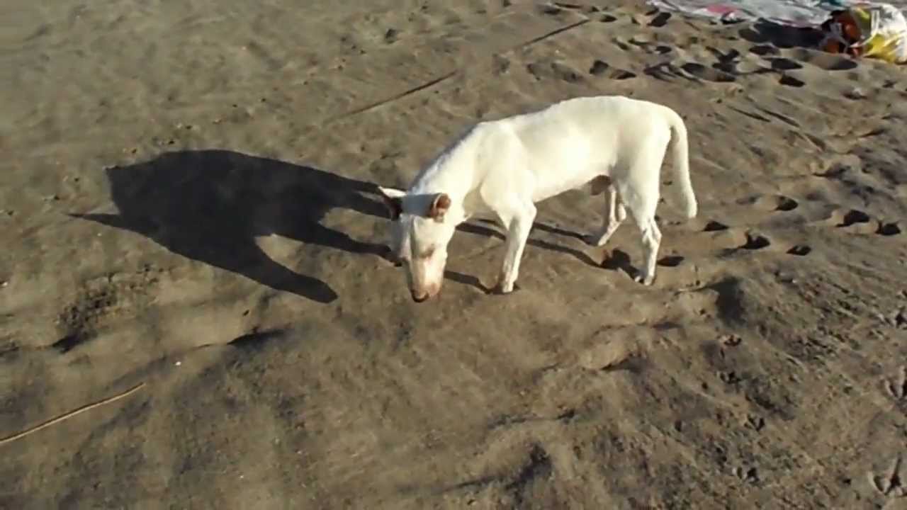 Murphy Le Bull Terrier De 16 Ans A La Plage - 