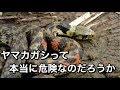 ヤマカガシがどんな蛇か、危険なのか等を説明していきます