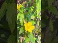 Viral shorts #flowers #yellowflower #gardening #terracegarden #viralreels #shorts #reels #viralshort