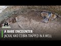 A Rare Encounter: Jackal and Cobra Trapped In a 25-Ft- Deep Well