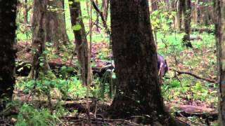 10/06/2012 Hog Hunt - Horn Swamp Alabama