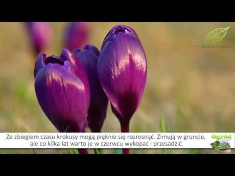 Wideo: Naturalizujące cebulki krokusów – jak uprawiać krokusy na trawnikach