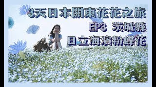 3天日本關東花花之旅 ep3 茨城縣 日立海濱公園粉蝶花 藍花海