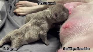 Very Strong‼️ Adorable 48 Hours Old Lilac Frenchies Nursing On Their Mommy Nipples