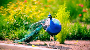 Beautiful peacock walk in the forest 😍😍//peacock voice 😘|| 4k WhatsApp status.........#shorts