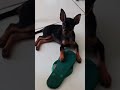 Sou a Queridinha da KS #dog #philco #viral