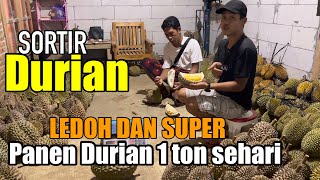 PANEN DURIAN SEHARI 1 TON