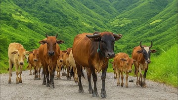 video puluhan sapi lembu jinak pulang kekandang sesudah beraktifitas diladang, suara sapi moo
