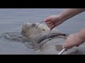 Entangled Sea Lion Freed