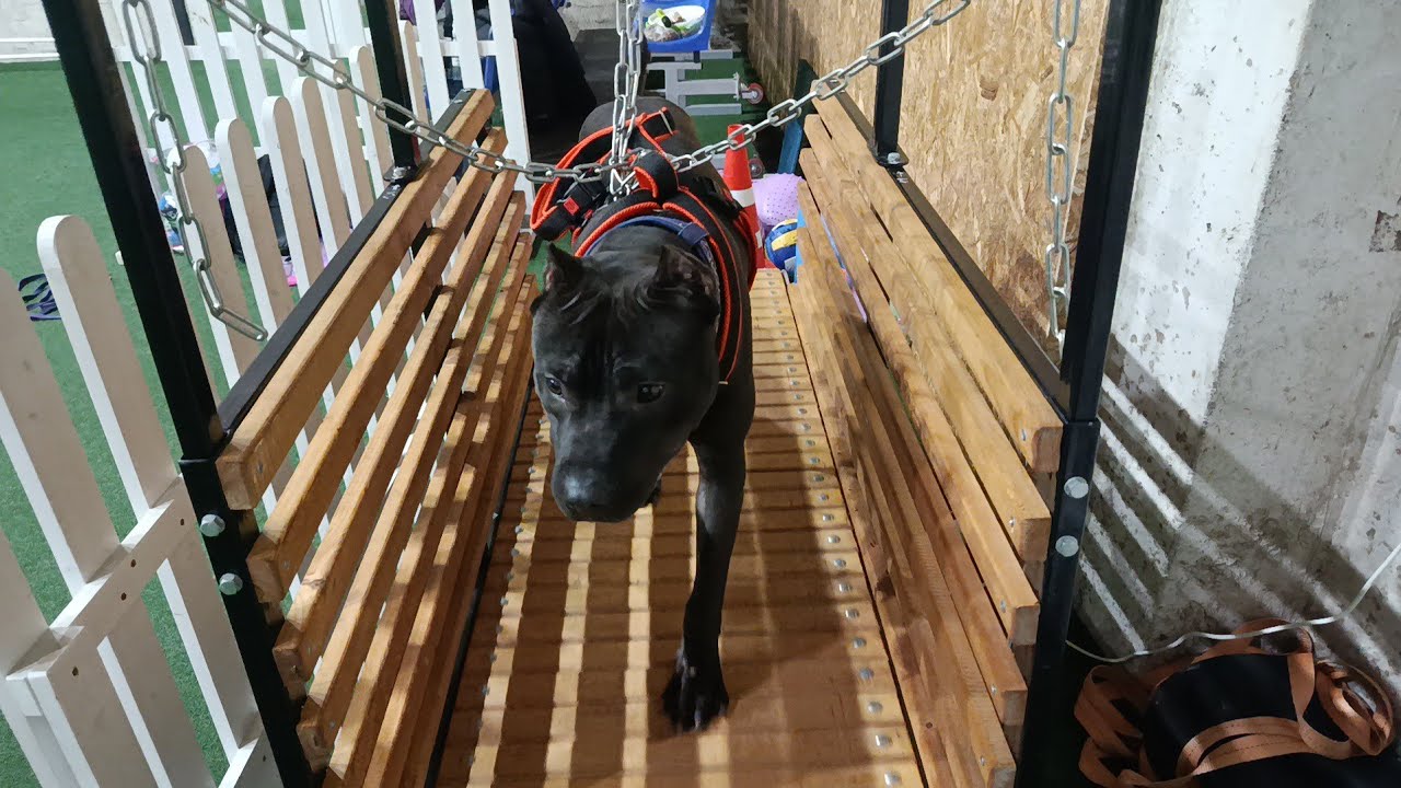 Влог. Первая тренировка по многоборью у Кроули.