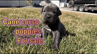 Cane Corso Puppies For Sale in Kuna