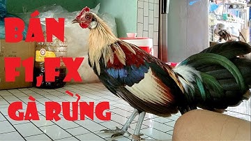 Chốt đơn gà rừng bông gà rừng chuối F1 II HMT