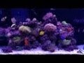 морской аквариум (часть 10) - уборка и чистка в аквариуме.