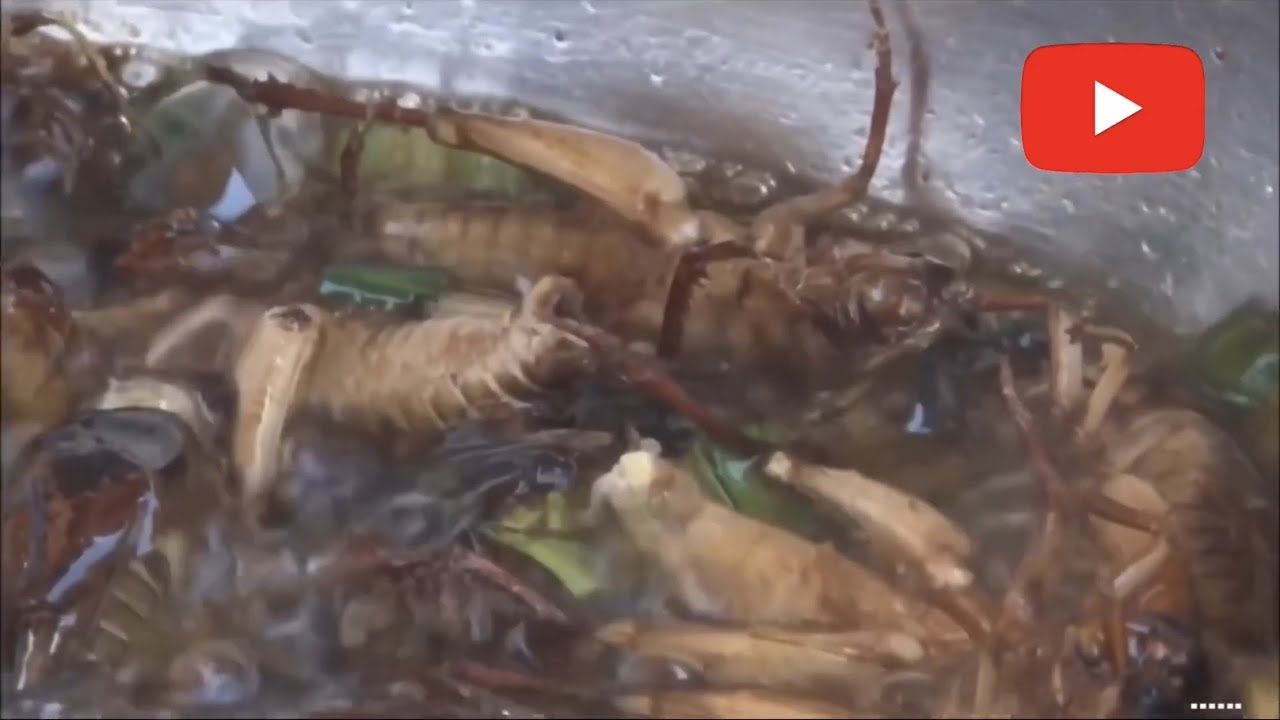 ทึ่งทั่วโลก - ตอน กินแมลงทอดกรอบ ประเทศกัมพูชา