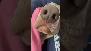 Sabato sera alternativo #youtubeshorts } #dog #love #dogs #trending #funny #weimaraner #youtube