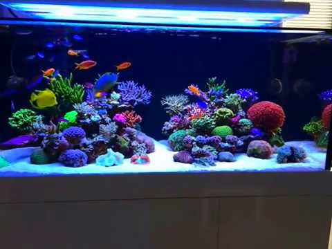 sps lps reef tank