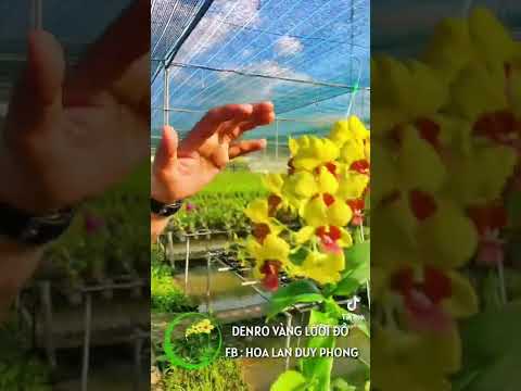 Video Xem ngay, mê VÀNG LƯỠI ĐỎ liền! #hoalanduyphong - youtube