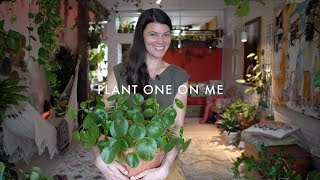 Pilea peperomioides Care & Propagation - Plant One On Me - Ep 088