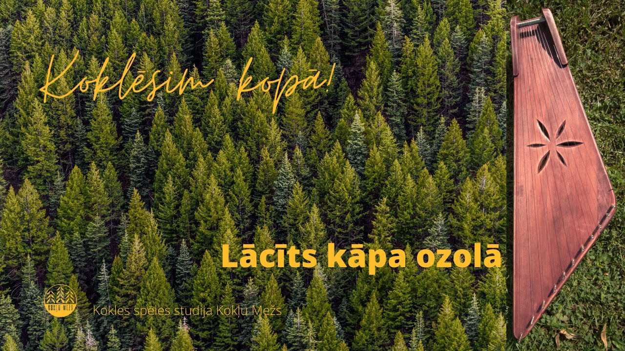 Lācīts kāpa ozolā I Kokļu Mežs I kokles skola I kokējam kopā
