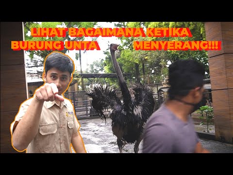 Video: Burung Unta