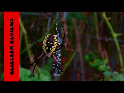 ⟹ GARDEN SPIDER | Arthropods | Spiders in the garden