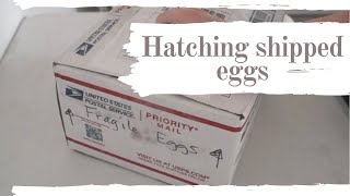 First Time Hatching Shipped Eggs | Tips For Detached Air Cells