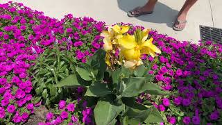 Beautiful Landscape Planting Using Annuals