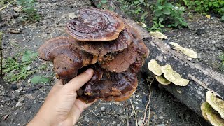 Berburu jamur Lingzhi liar