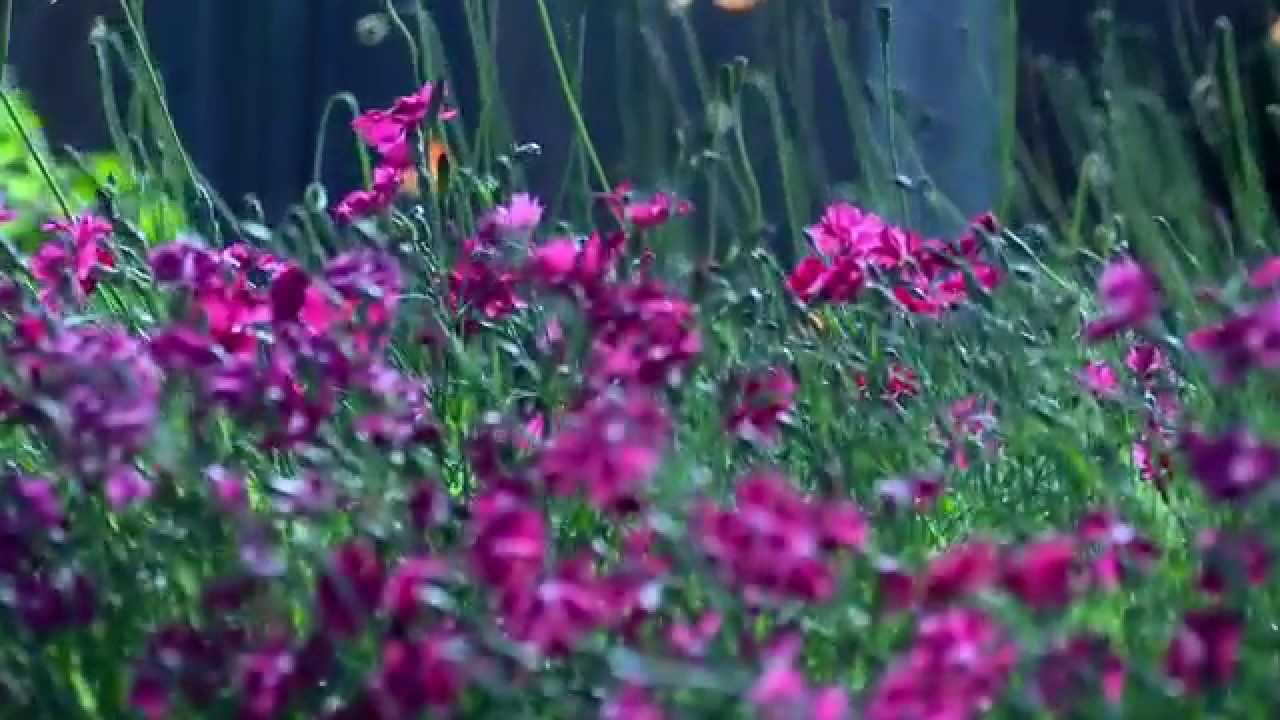 Flowers Blowing in the Wind - YouTube