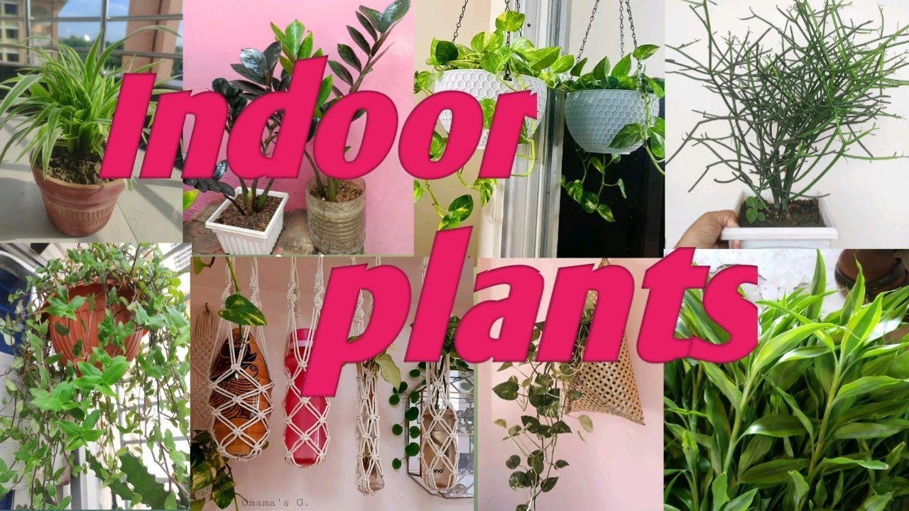 indoorplants.Top indoor plant collection. Jahan's youtube express