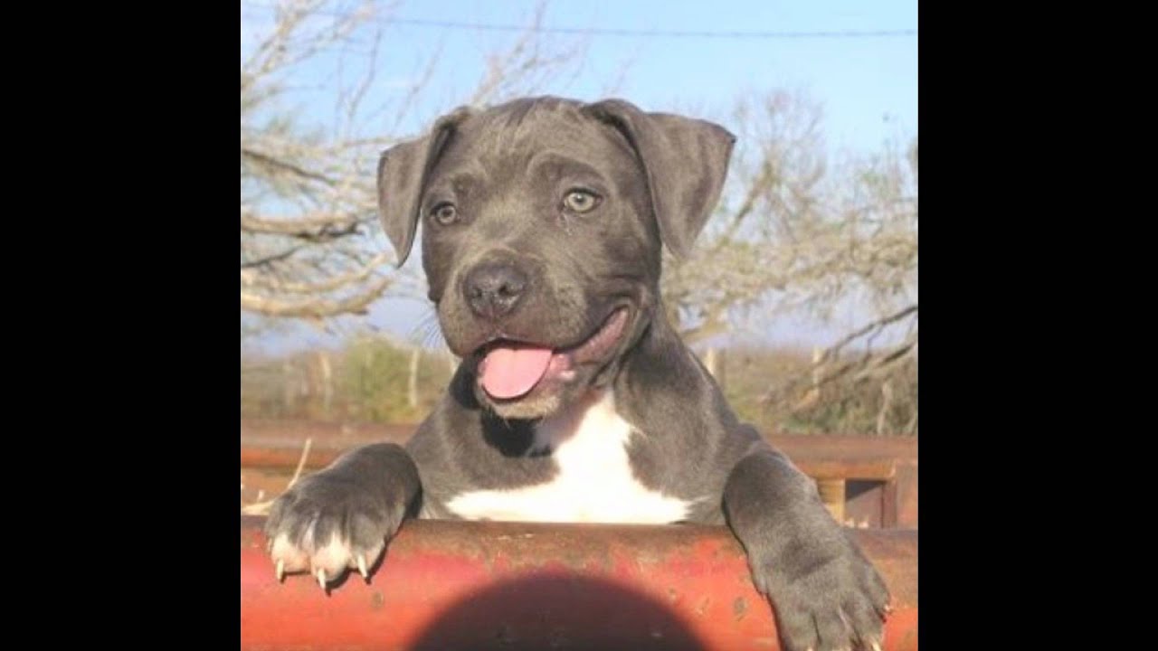 The 10 Most Misunderstood Dog Breeds vrogue.co