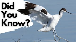 Things you need to know about the AVOCET! screenshot 2