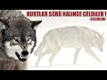 KURTLAR SÜRÜ HALİNDE GELDİLER ! KURT SÜRÜSÜNÜ VE ALFA DİŞİYİ GÖRÜNTÜLEDİM ! ERZURUM, BOZ KURT KANGAL