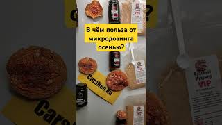 В чём польза от микродозинга осенью? #микродозингмухомора #мухоморныймикродозинг