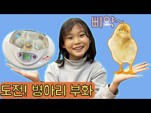 병아리 부화에 성공할 수 있을까요? 라임의 부화일기 Baby Chick Hatching