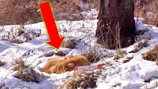 A Pitiful Dog Howls in the Snow, Waiting for Its Owner to Return by Love For Kittens YT 726 views 1 month ago 2 minutes, 43 seconds