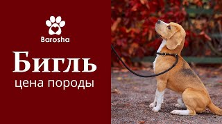 Бигль Цена, стоимость собак породы Бигль