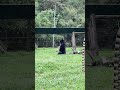 Merricks 😂❤️🐻 #moonbear #rescuedanimals #happyanimals