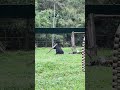 Merricks 😂❤️🐻 #moonbear #rescuedanimals #happyanimals