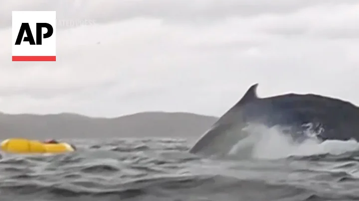 WATCH: Humpback whale swallows kayaker for a few seconds before releasing him